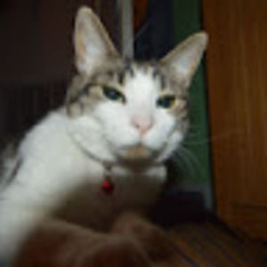 Meet your Posher, Bill